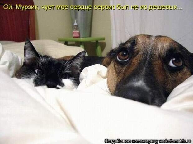 Котоматрица новые за неделю.