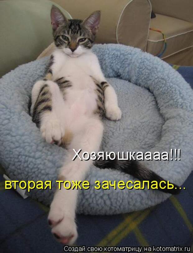 Котоматрица: вторая тоже зачесалась... Хозяюшкаааа!!!