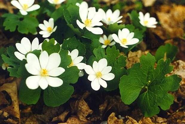 bloodroot (530x358, 138Kb)