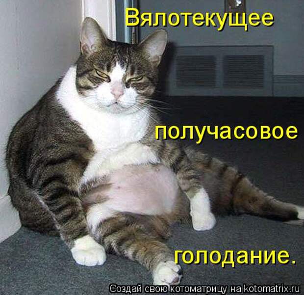 Котоматрица: Вялотекущее  получасовое  голодание.