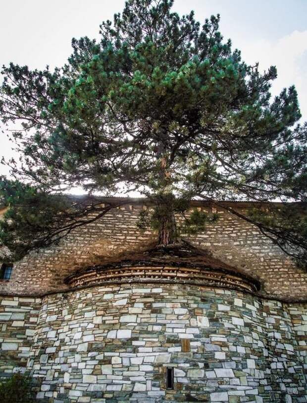 14. В Греции 100-летнее дерево проросло сквозь крышу церкви деревья-захватчики, интересно, природа, природа берет верх, фото