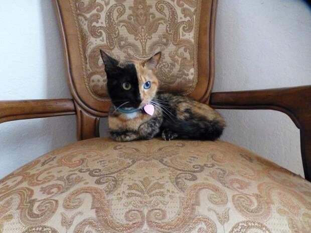 двуликая кошка венера генетический химеризм (10)