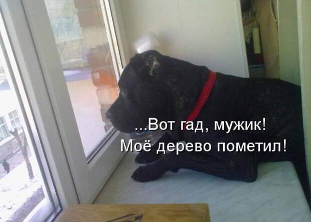 Смешные картинки про собак Смешные картинки про собак