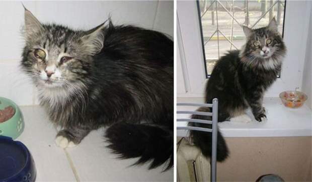 Подборка фотографий спасенных кошек животные, коты