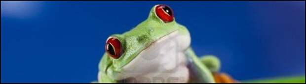6-Frog
