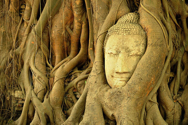 Часть скульптуры, обвитая деревом у храма в Таиланде
