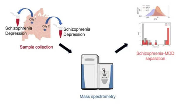 Схема исследования: образцы плазмы крови здоровых участников эксперимента и пациентов с диагнозом шизофрении или клинической депрессии из двух городов подверглись анализу на масс-спектрометре на предмет наличия биологических маркеров, характерных для каждого из заболеваний. Источник: Анастасия Голубова