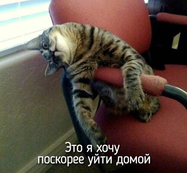 20 животных, которые ведут себя совсем как я животные, позитив
