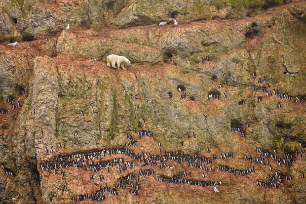 Лучшие фотографии мира на конкурсе World Press Photo 2012