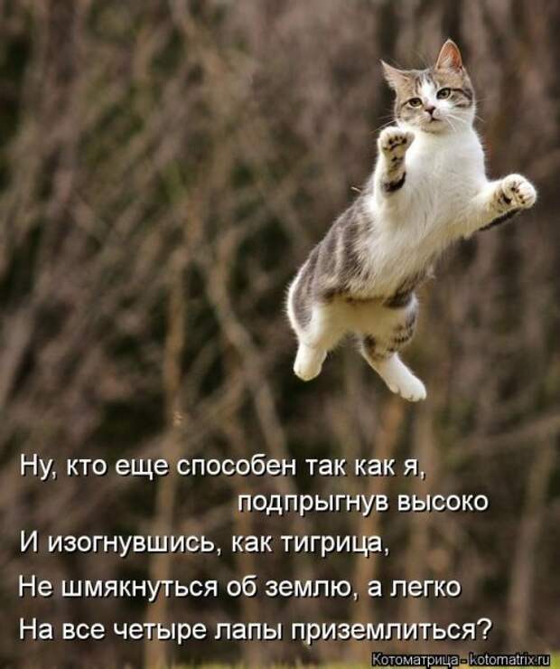 Новая котоматрица на Бугаге (39 фото)