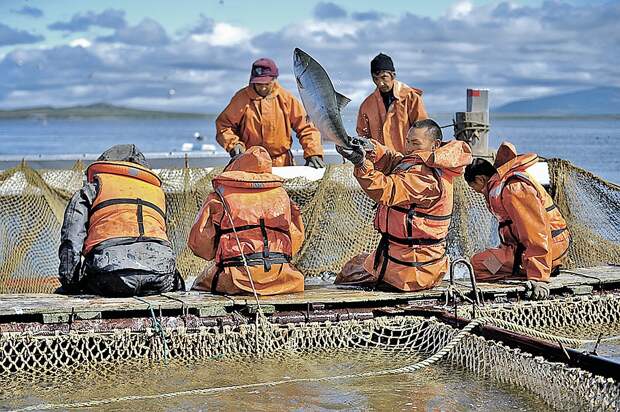 С лососем на Дальнем Востоке проблемы нет. Вот только в наши торговые сети почему-то он «приплывает» с Фарерских островов. Фото: Виктор ГУСЕЙНОВ