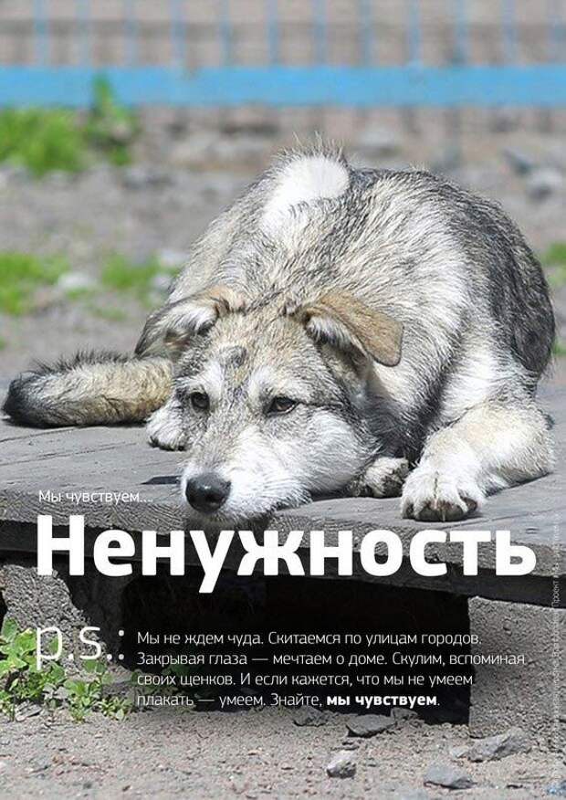 Мы чувствуем, душераздирающий проект о бездомных животных