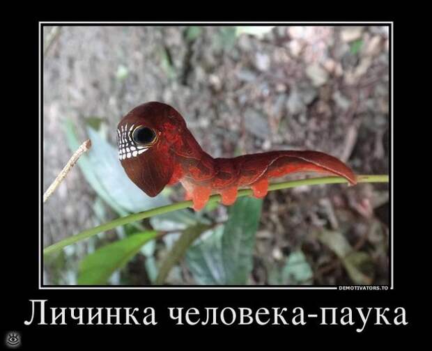 Селёдка под юбкой? 25