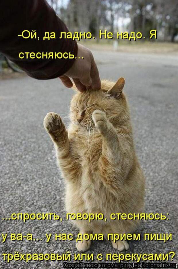 Свежая котоматрица (33 фото)