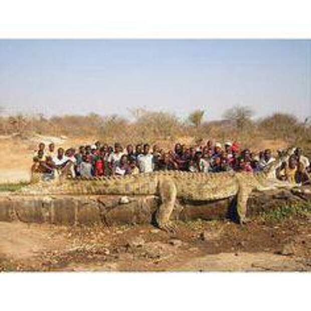 Сколько весит крокодил? Самый маленький и самый большой крокодил. Сколько живут крокодилы