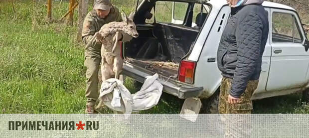 Косуля спасена от стаи собак на Карадаге