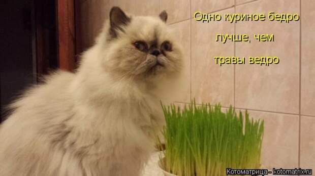 Лучшие котоматрицы недели