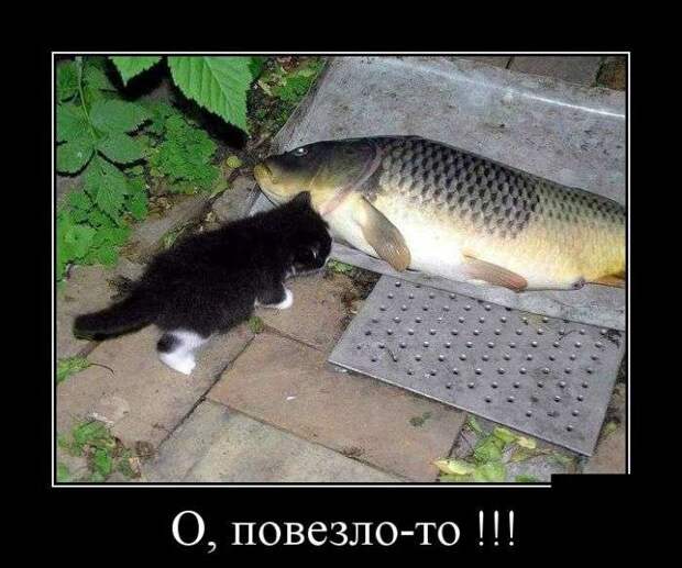 Демотиваторы Демотиваторы