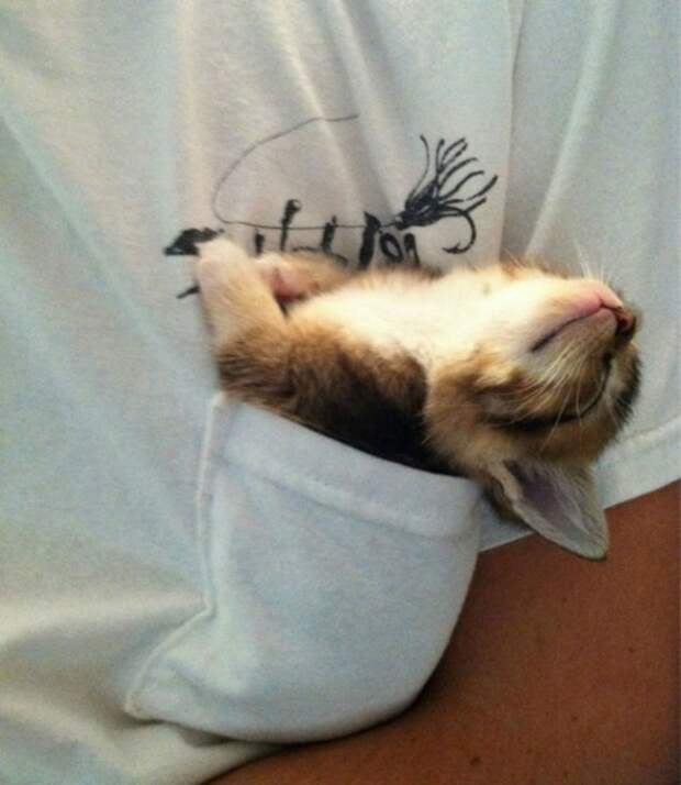 Милота дня! Спим где хотим!)))