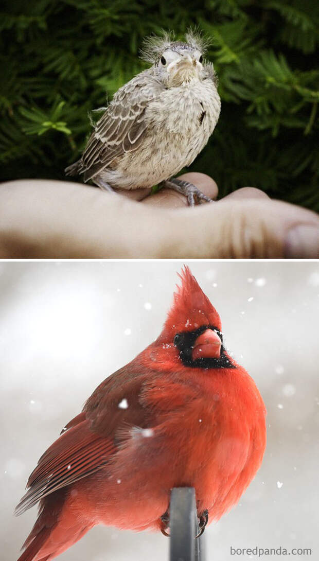 20 птиц, которые, взрослея, меняются до неузнаваемости