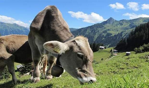Самые странные налоги Самые странные налоги