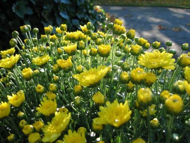 Место чарующее своей красотой и живой природой - The Butchart Gardens. 