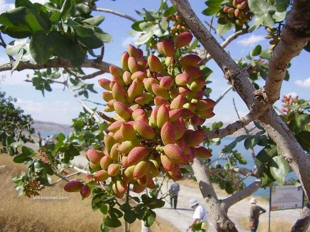 Pistachio-1