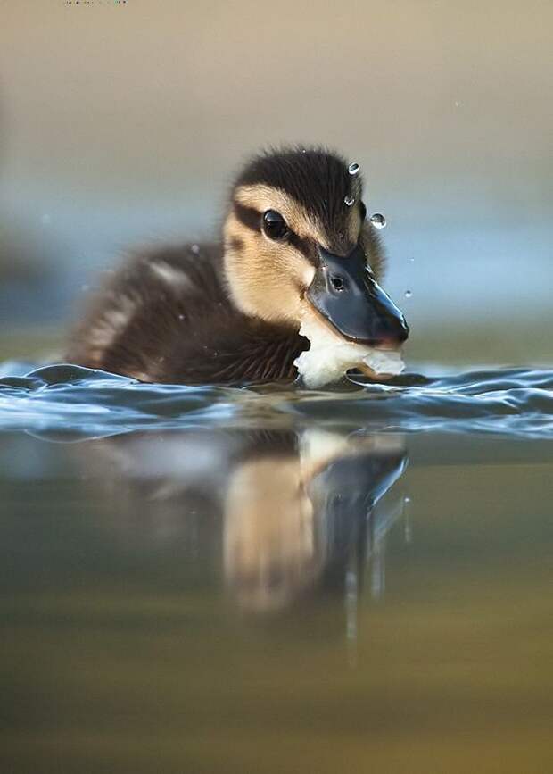 Забавные Животные