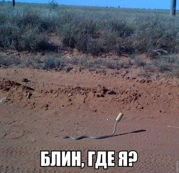 Прикольные картинки. Вечерний выпуск (54 фото)