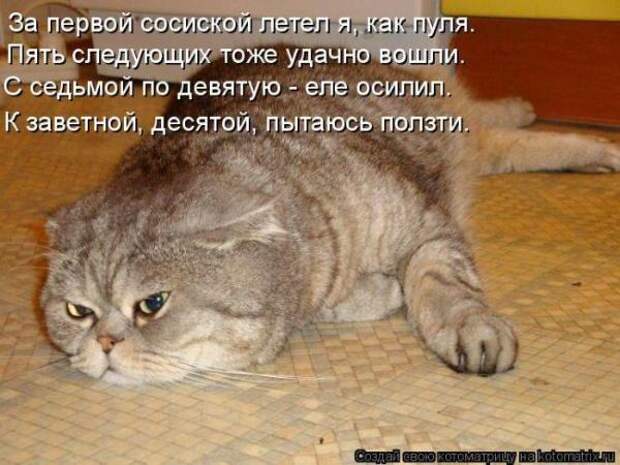 Котоматрица Котоматрица