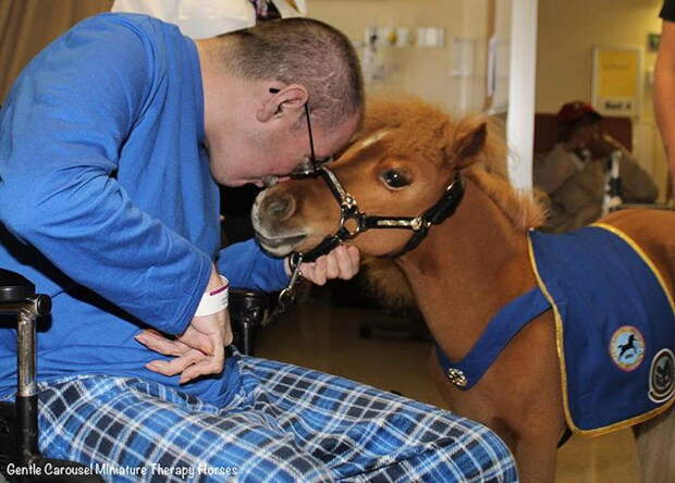 miniature-therapy-horses-wheelchair