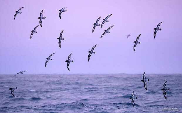 Полет птиц Антарктика, фотография