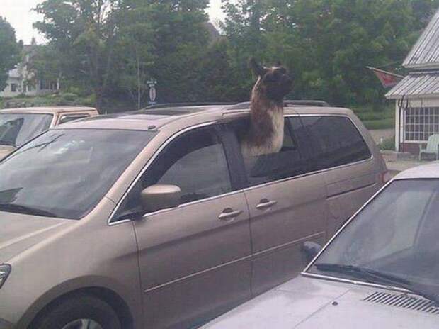 Автомобильный юмор авто, юмор