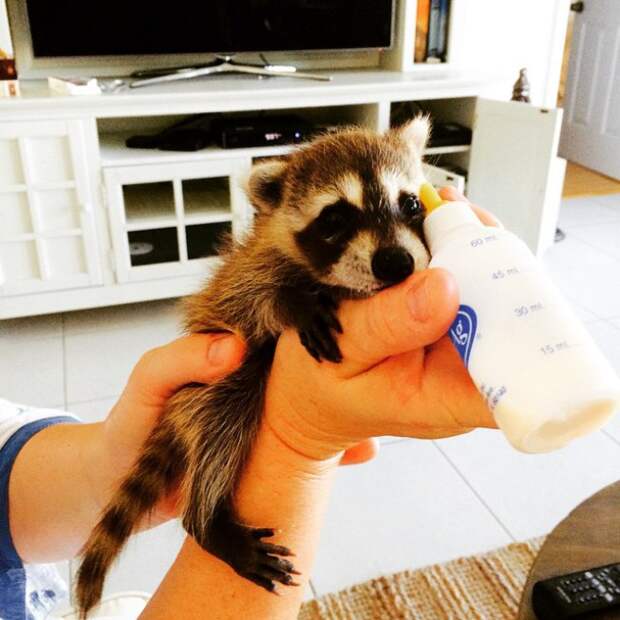 aescued-raccoon-pumpkin-laura-young-45