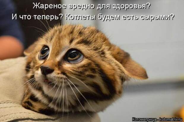 Новая котоматрица (36 фото)