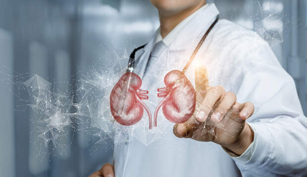 Как спасти ваши почки. Ученые совершили открытие, которое даст шанс миллионам людей