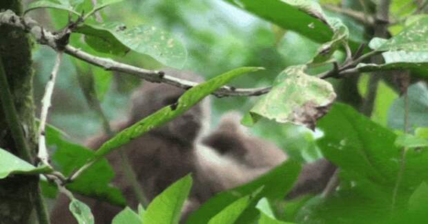 Эквадорские капуцины цепляют друг у друга зуд во время груминга
