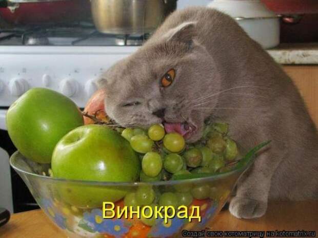 Котоматрица Котоматрица