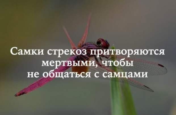 Забавные и прикольные картинки с надписями со смыслом