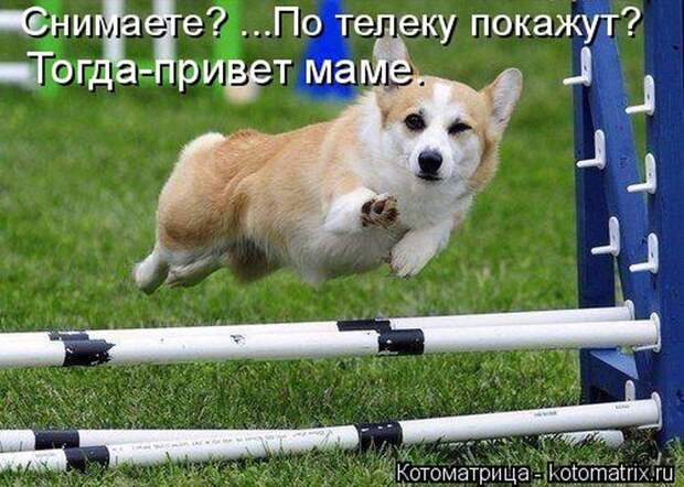 Лучшие котоматрицы недели