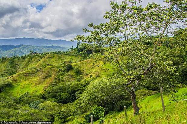 Как устроено производство кофе в Доминикане
