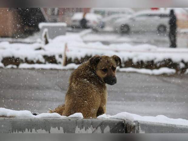 Более 3,5 миллионов рублей потратят на содержание бездомных собак