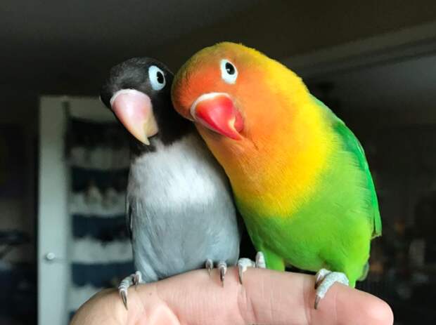 Попугай неразлучник и его яркая и необычная подружка стали родителями. Птенцы оказались прелестней родителей