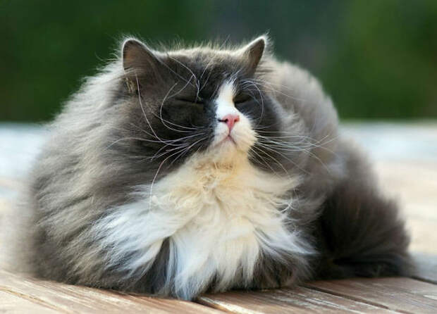 34.  кошка, пушистость, шерсть