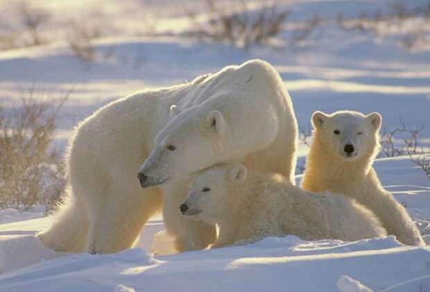Самые красивые белые животные планеты Полярный медведь (Ursus maritimus), фото животные картинка