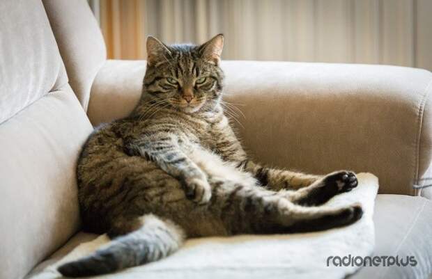 Первое, что вам стоит усвоить: это не вы заводите кота, это кот заводит вас Первое, что вам стоит усвоить: это не вы заводите кота, это кот заводит вас