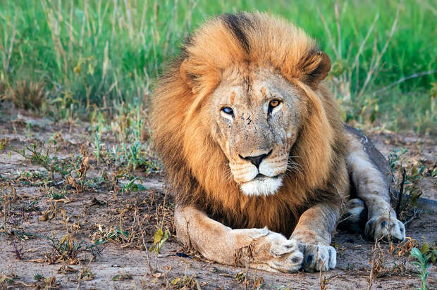 South Africa Safari