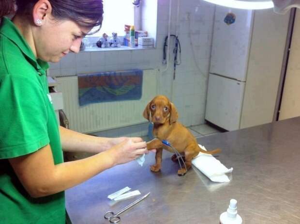 17. Храбрый малыш впервые в ветеринарной клинике животные, настроение, фото