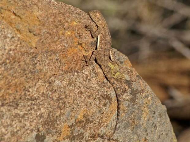 camouflaged_animals_23