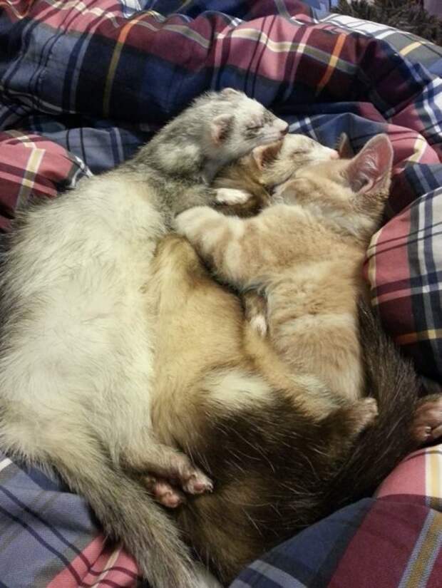 Котёнок и хорьки - прикольная сборка фото